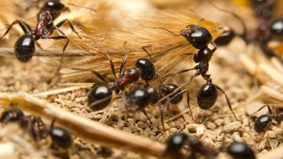 Crni mrav- Lasius niger