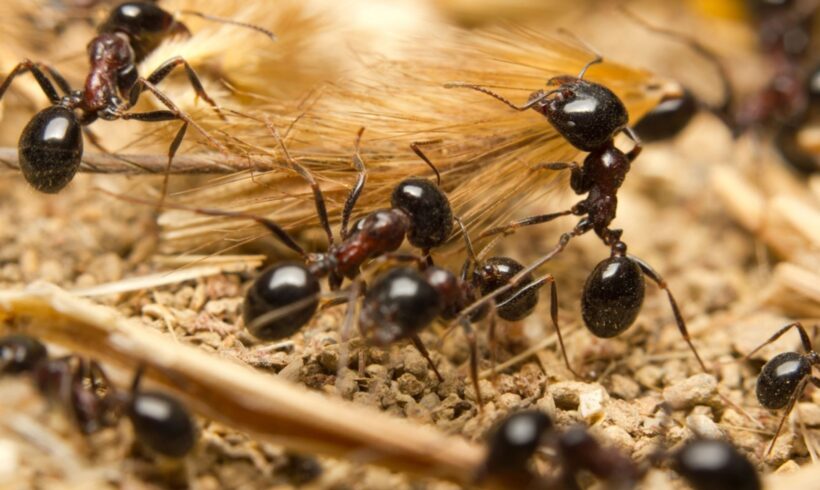 Crni mrav- Lasius niger