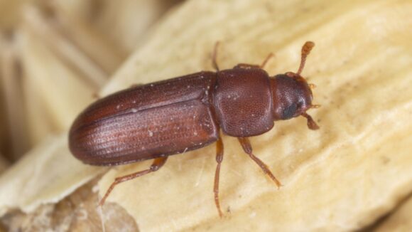 Mali brašnar – Tribolium castaneum