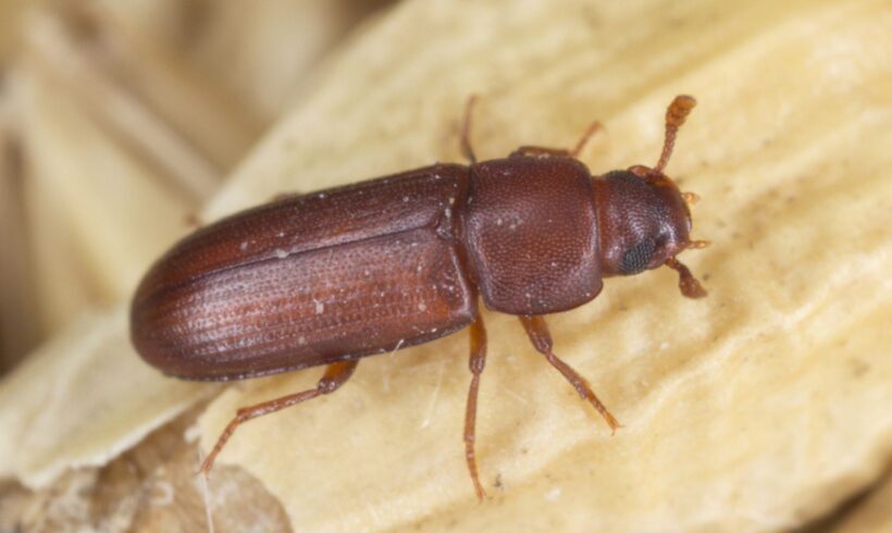 Mali brašnar – Tribolium castaneum