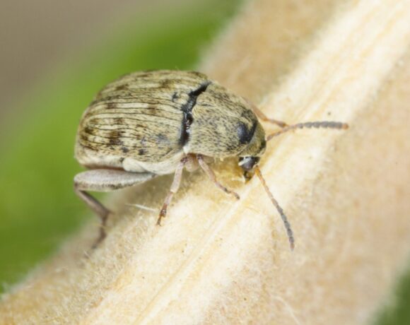 Pasuljev žižak – Acanthoscelides obtectus