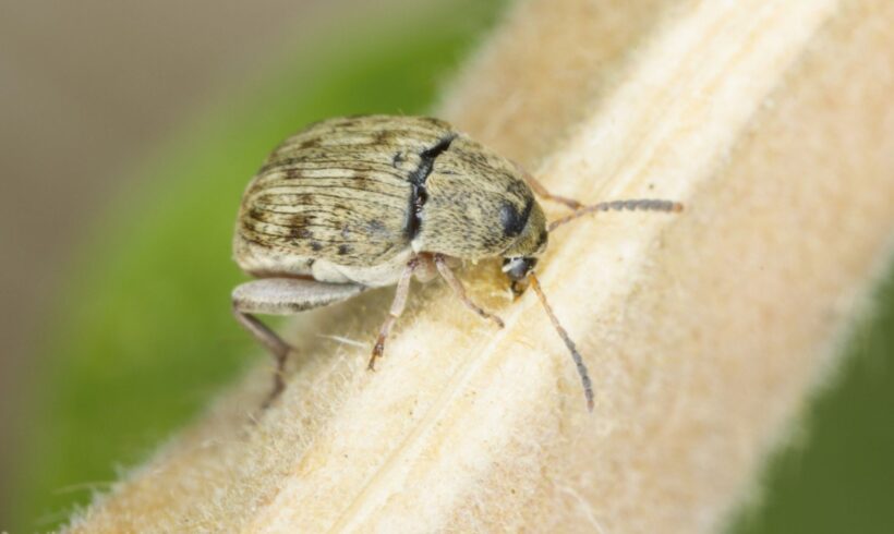 Pasuljev žižak – Acanthoscelides obtectus