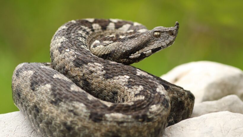 Poskok – Vipera ammodytes