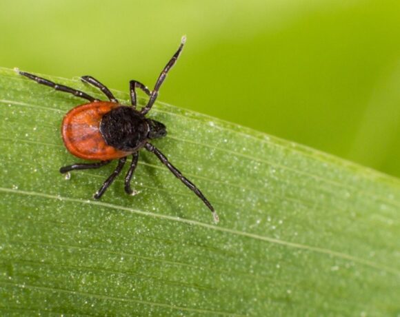 Pseći krpelj – Ixodes Ricinus