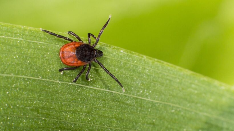 Pseći krpelj – Ixodes Ricinus