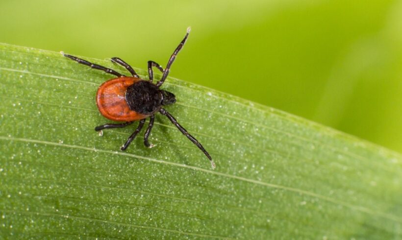 Pseći krpelj – Ixodes Ricinus