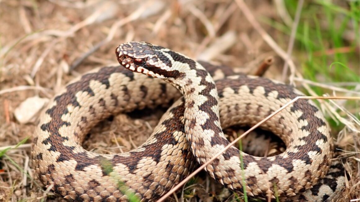 Šarka Vipera Berus Vitekoplus 1410