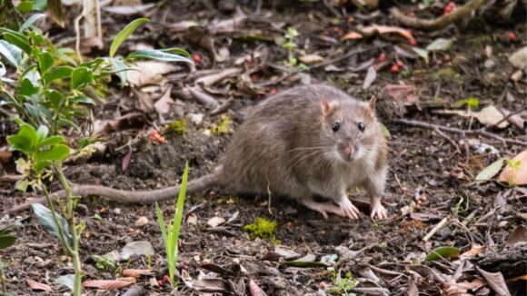 Sivi pacov – Rattus norvegicus