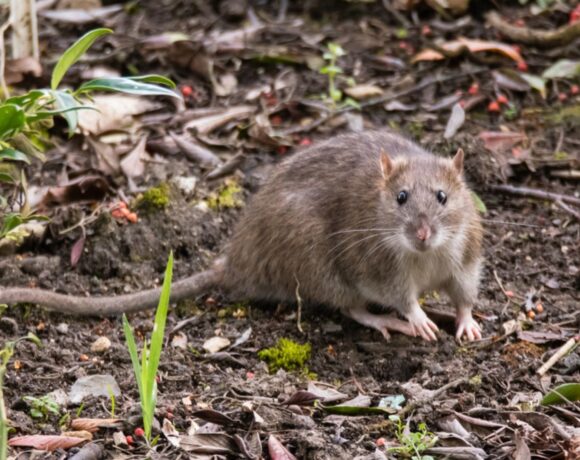 Sivi pacov – Rattus norvegicus