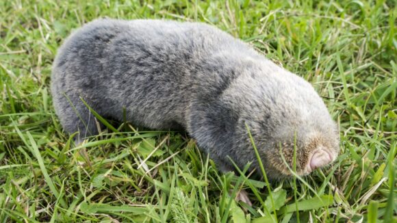 Slepo kuče – Nannospalax leucodon