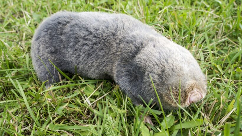 Slepo kuče – Nannospalax leucodon