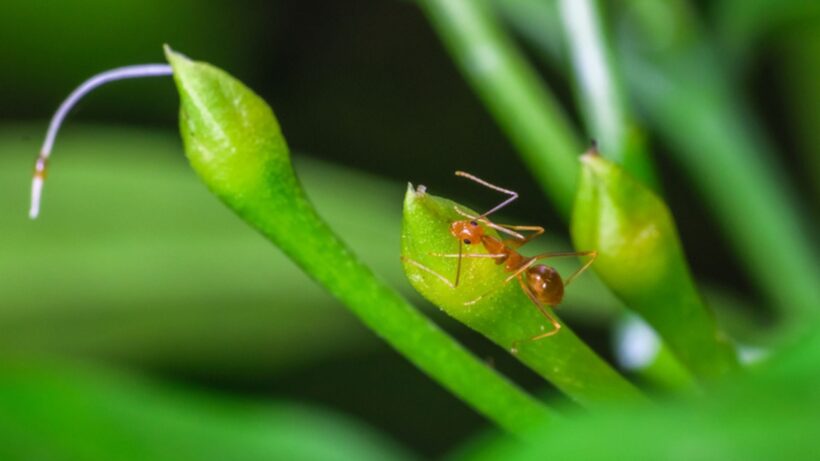 Žuti mrav – Monomorium pharaonis