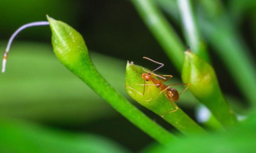 Žuti mrav – Monomorium pharaonis